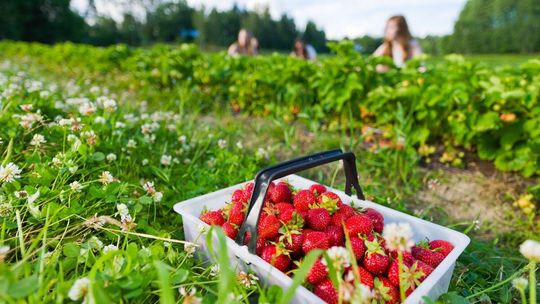 Truskawki pod lupą. Dzięki naszej podpowiedzi zyskasz smakowo i zdrowotnie