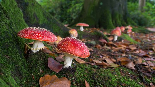 Zbierają muchomory na potęgę w naszych lasach. Leśnicy alarmują, że rośnie liczba wyznawców magii muchomora czerwonego