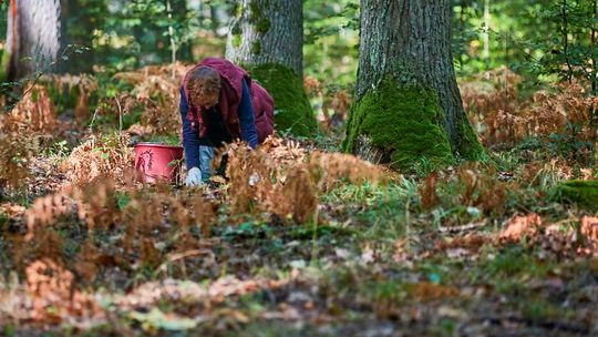 Zbierają żołędzie. Z tego będą silne dęby