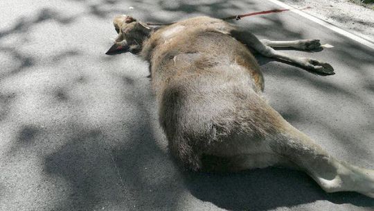 Zderzenia z sarną. Tragedia na drodze