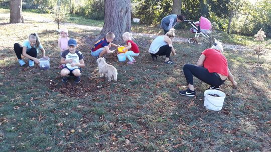 Zebrali ponad 1,5 tony kasztanów Zebrali ponad 1,5 tony kasztanów