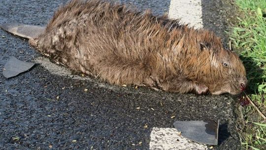 Zginął potrącony na drodze