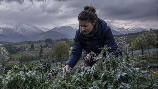 Zimni ogrodnicy 2026: Nadchodzą przymrozki i burze z gradem w całej Polsce