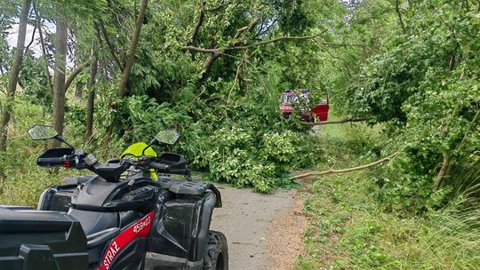 Złamane drzewo spadło na ścieżkę rowerową