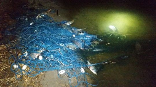 Złapali kłusownika grasującego między Gryfinem a Radziszewem