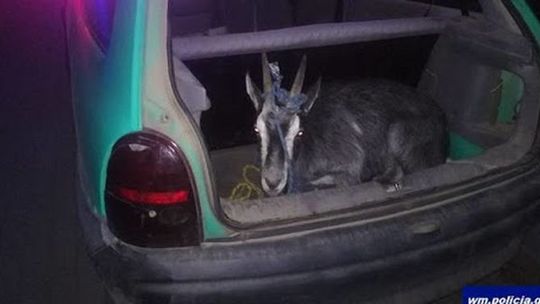 Złodziej miał pomocnika