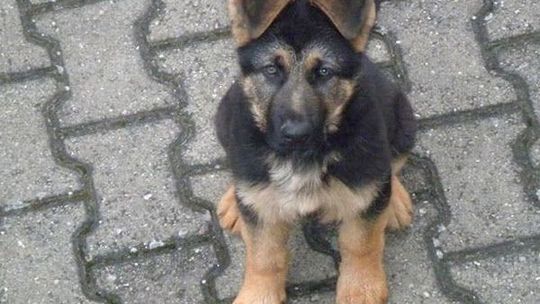 Złodziej ukradł psa i spanikował