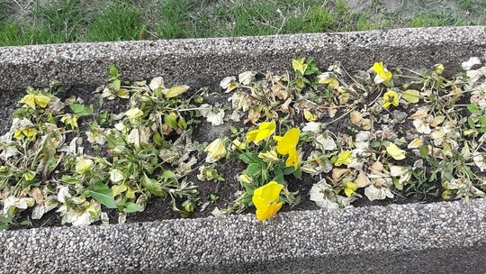 Zmarznięte bratki szpecą, czyli gospodarowanie po gryfińsku