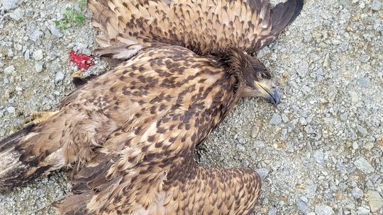 Znalazłem dwa martwe orły [list czytelnika]