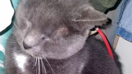 Znaleziona kotka tęskni za swoimi właścicielami