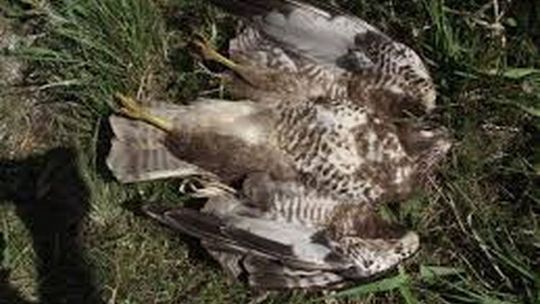 Znęcali się, a potem uśmiercili jastrzębia i gołębia