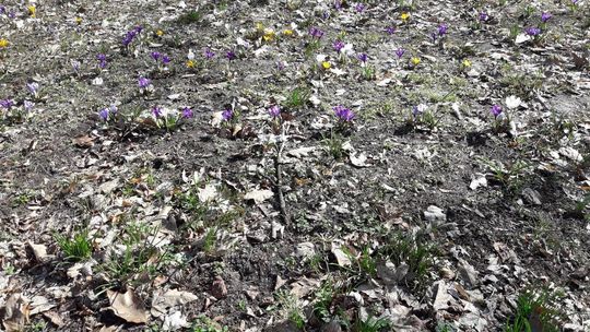 Zniknęły felerne tabliczki Zniknęły felerne tabliczki