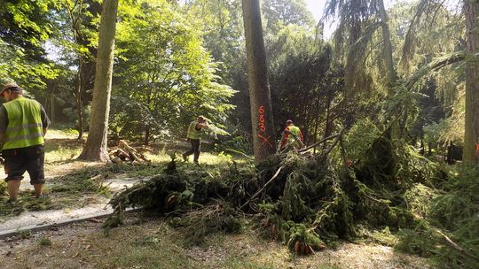 Znowu wycinają w parku