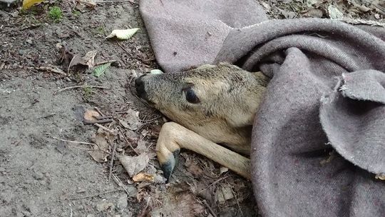 Zostali wezwani do sarny potrąconej na drodze