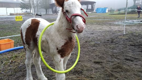 Źrebak rośnie jak na drożdżach