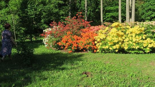 Zróbmy bałagan - akcja w Ogrodzie Dendrologicznym w Glinnej