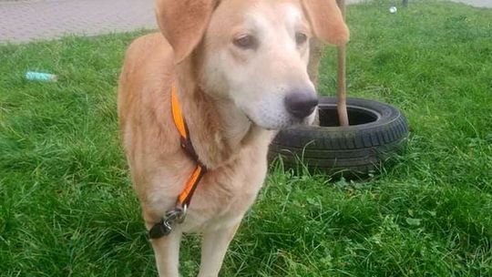 Zuzia prosi o ciepły i spokojny tymczasowy dom