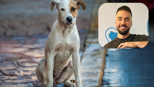 WOŚP dla naszych braci mniejszych. Zapotrzebowanie na zwierzogranie