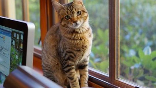 Zwinął laptopa i komórkę przez otwarte okno