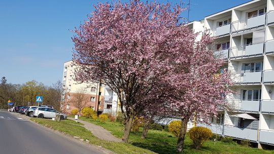 Zwróćmy uwagę na małe cuda natury Zwróćmy uwagę na małe cuda natury