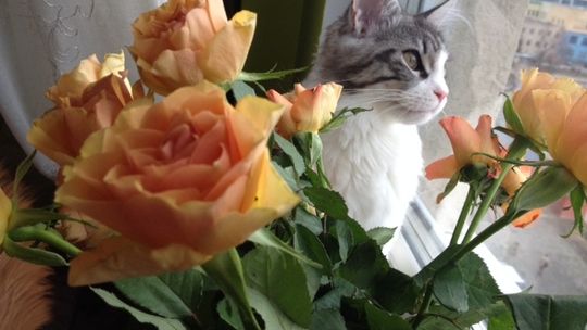 Życzenia dla koteczków