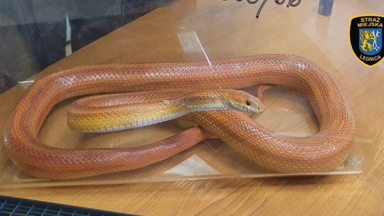 Żywy wąż w łazience