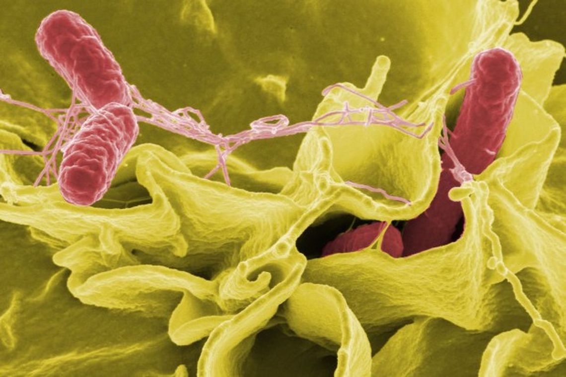 20 dzieci ze żłobka i przedszkola zakażonych salmonellą. A to jeszcze może nie być koniec!