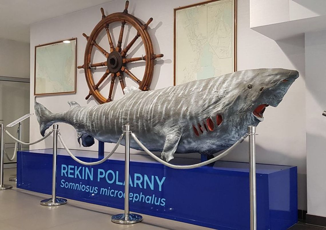 4-metrowa szczęka wieloryba humbaka i olbrzymi rekin polarny. Tajemnice mórz i oceanów dostępne w muzeum ichtiologicznym ZUT
