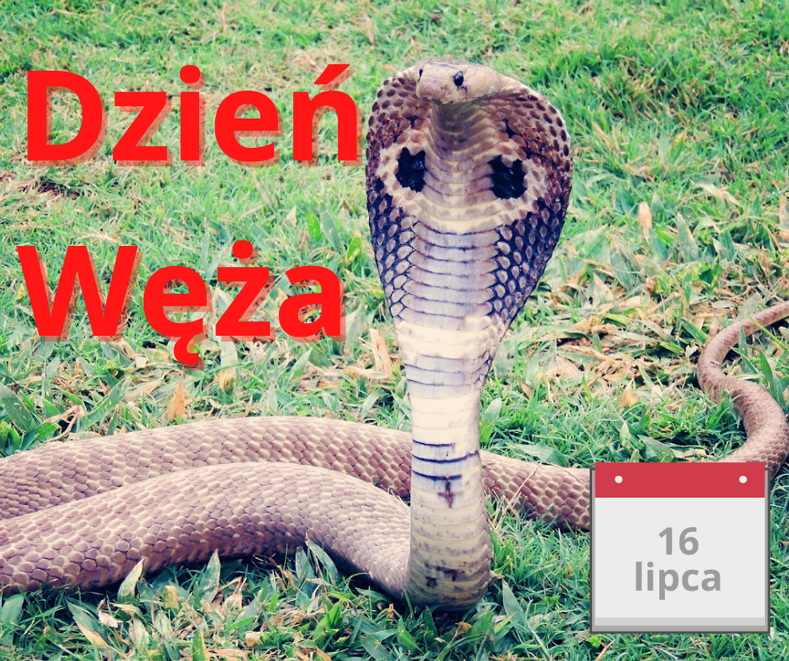 A ja mam węża w kieszeni