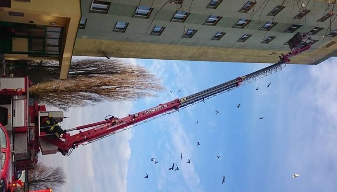 Akcja ewakuacji osób z wieżowca w Gryfinie
