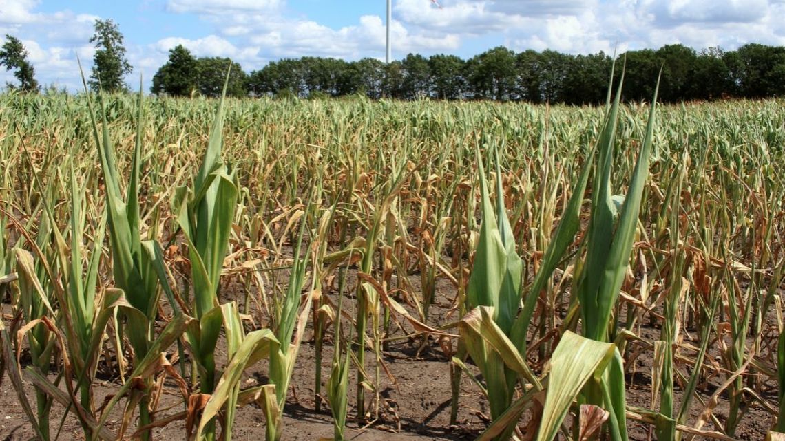 Przechodzą burze z deszczem, ale nadal jest susza. Cierpią uprawy