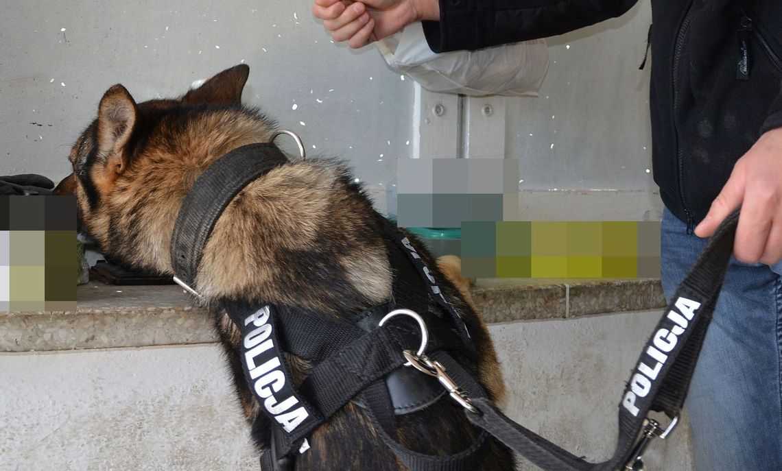 Amfetaminę i marihuanę gryfinian miał w skrytce w garażu