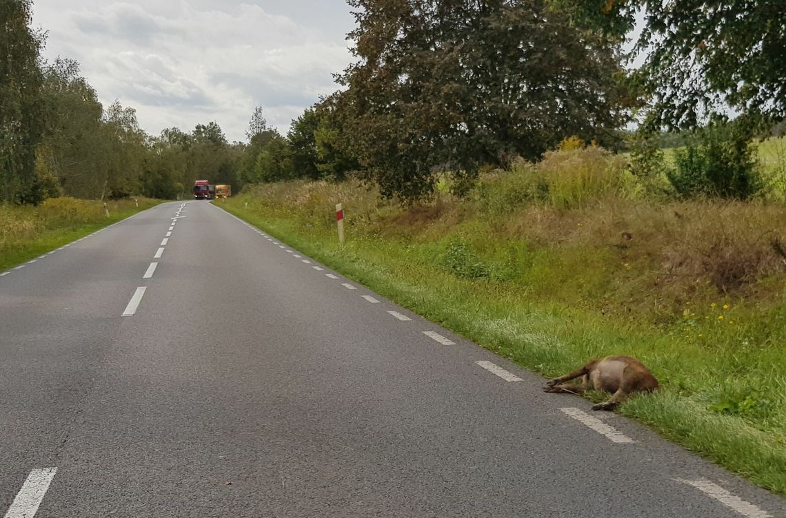 ASF, a dzik przy drodze drugi dzień leży