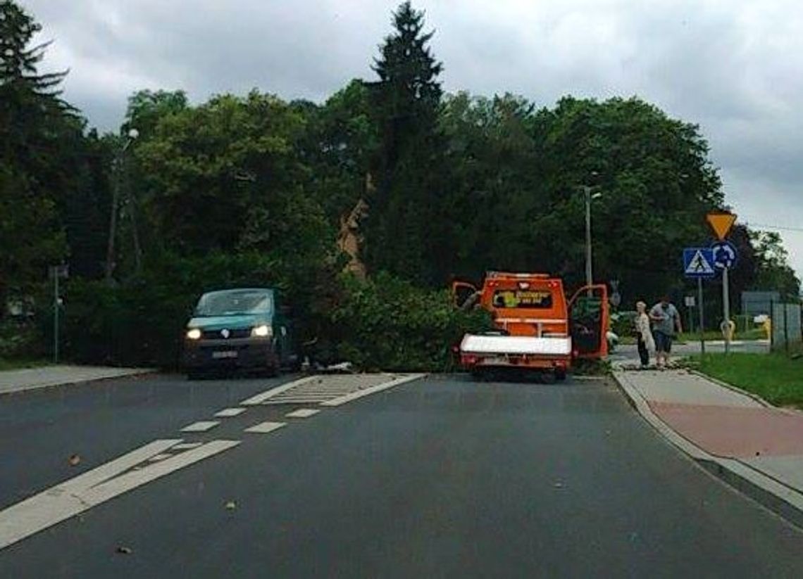 Auto zostało przygniecione przez drzewo. Uwaga na porywisty wiatr! Auto zostało przygniecione przez drzewo. Uwaga na porywisty wiatr!