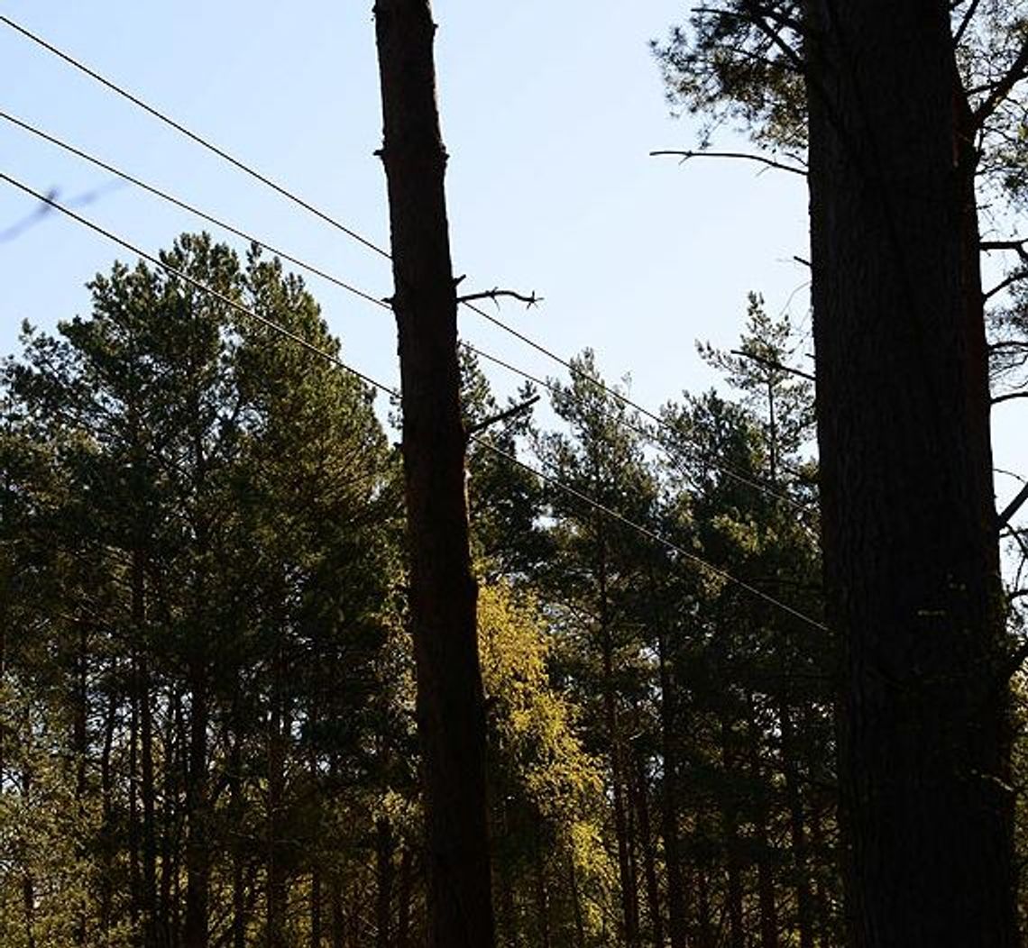 Awaria sieci energetycznej – gałąź przyczyną Awaria sieci energetycznej – gałąź przyczyną