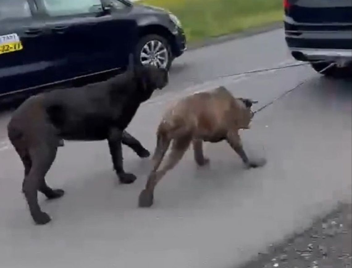 Przywiązał psy i ciągnął za samochodem. Reakcja policji wystarczająca?