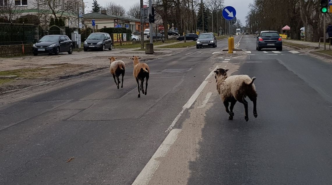 Barany blokują Gryfino Barany blokują Gryfino