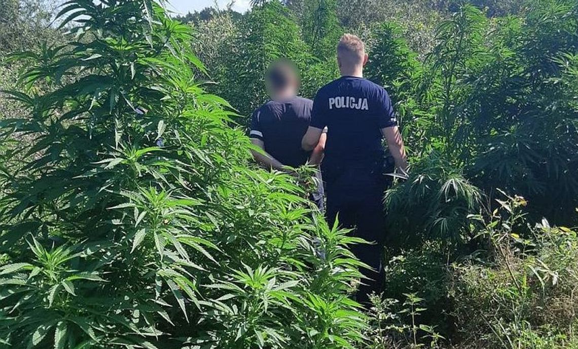 Bardzo lubił chodzić do lasu. Tam hodował swoje.... konopie Bardzo lubił chodzić do lasu. Tam hodował swoje.... konopie