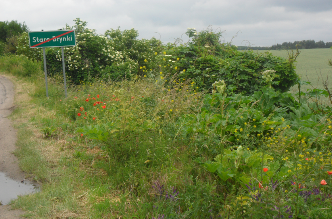 Barszcz, który zagraża dzieciom i dorosłym - ostrzega czytelnik Barszcz, który zagraża dzieciom i dorosłym - ostrzega czytelnik