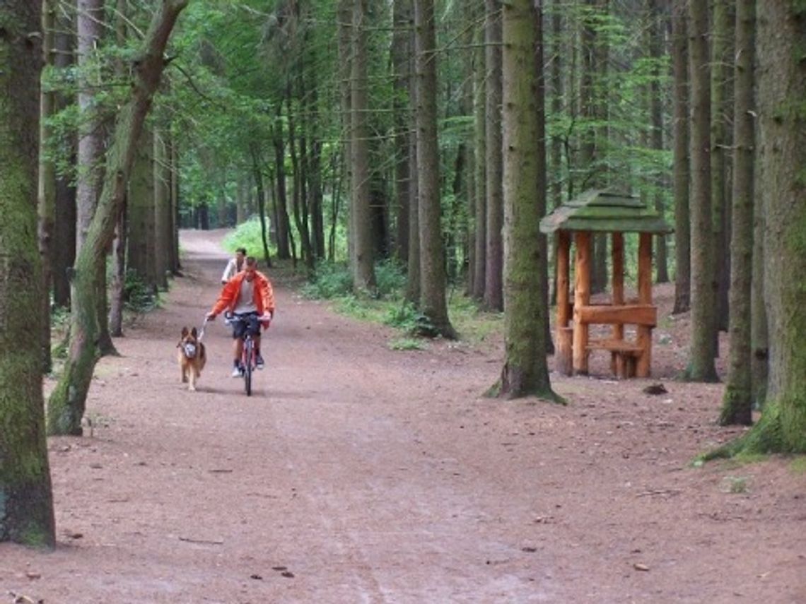 Będą kamery w lesie Będą kamery w lesie