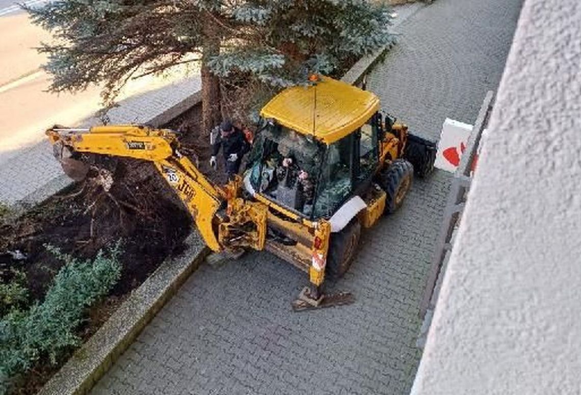 Bez pozwolenia wycinają drzewa pod blokiem w centrum miasta? Bez pozwolenia wycinają drzewa pod blokiem w centrum miasta?