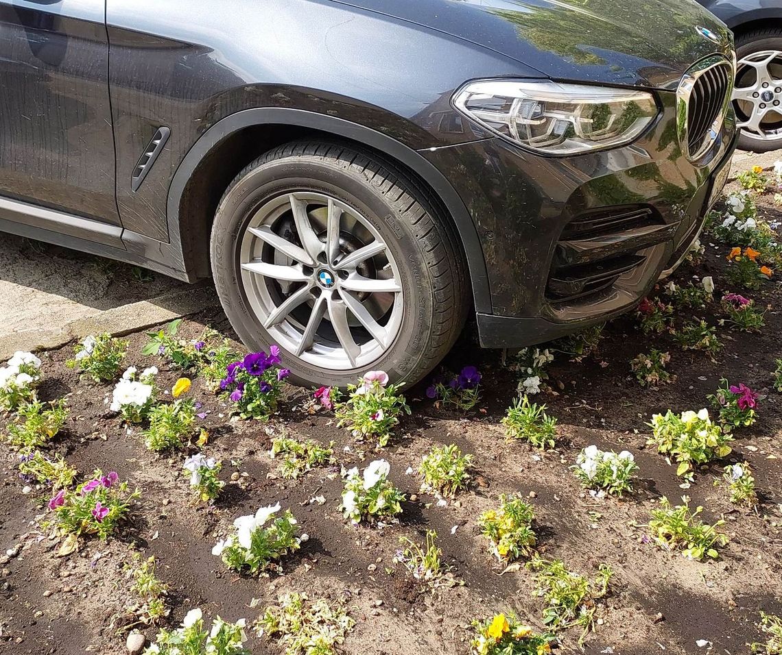Bezczelni kierowcy niszczą kwiatowe rabaty Bezczelni kierowcy niszczą kwiatowe rabaty