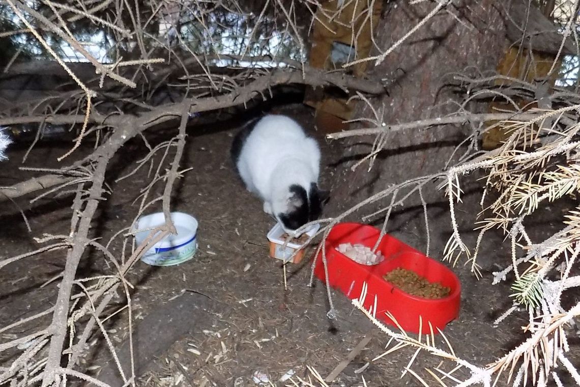 Bezdomne koty opanowały działki. Mieszkaniec liczy na pilną interwencję Bezdomne koty opanowały działki. Mieszkaniec liczy na pilną interwencję