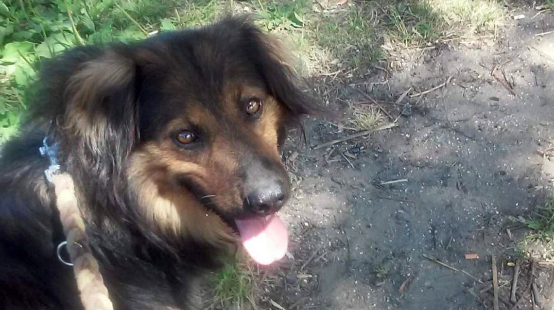 Bezdomniaki z Gryfina. Potrzebne wsparcie! Bezdomniaki z Gryfina. Potrzebne wsparcie!