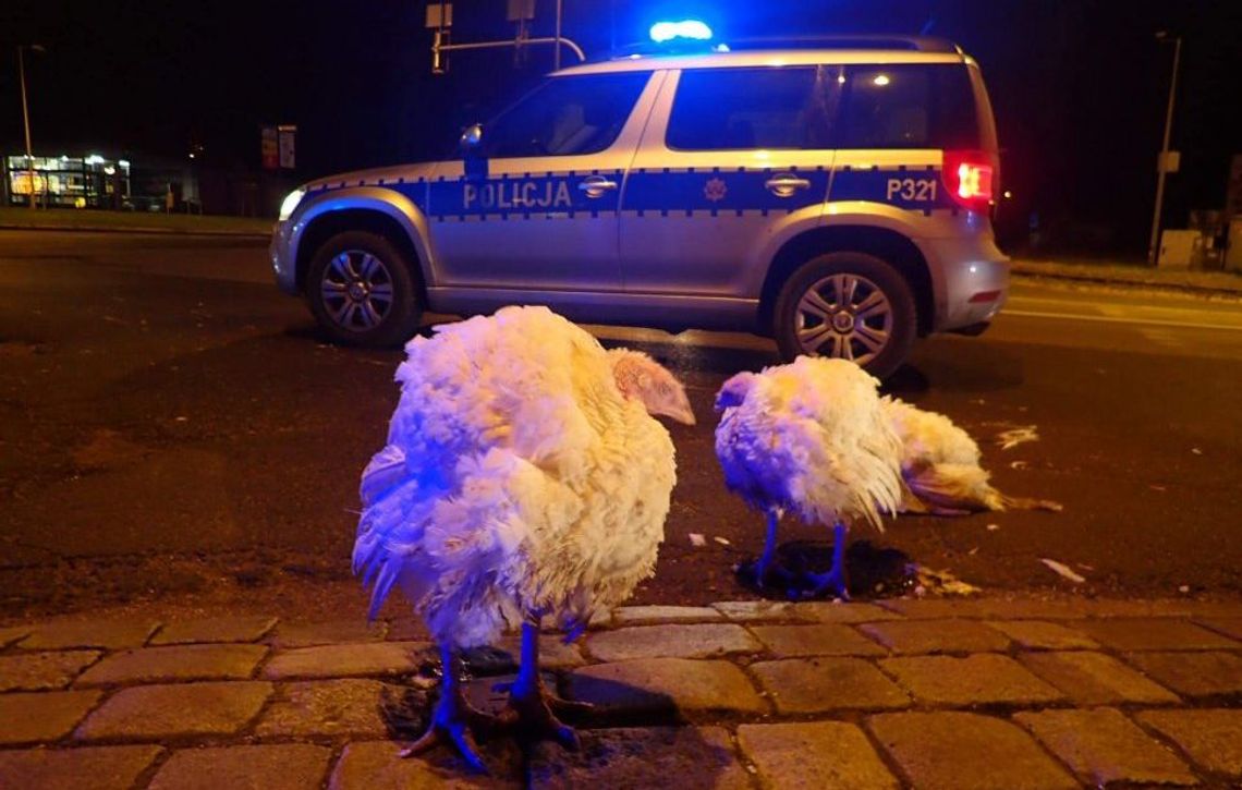 Biegał pijany z bronią po ulicy? Bili się i rozrabiali