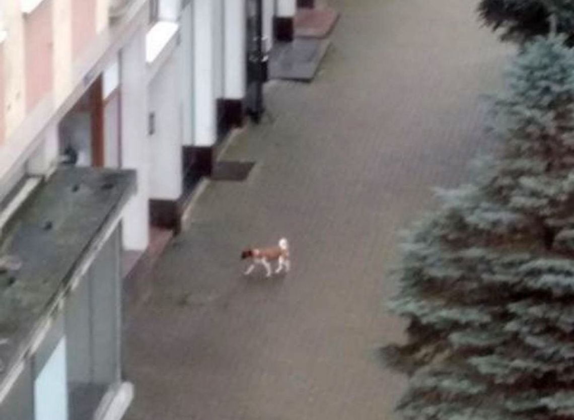 Błąka się od kilku dni po Gryfinie. Czyj to piesek?