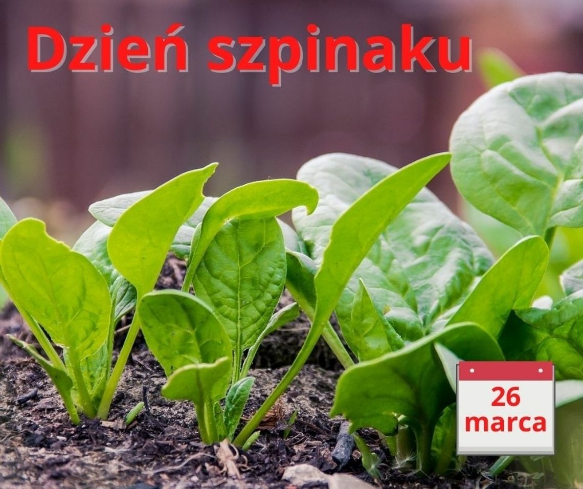 Bo jest zdrowy Bo jest zdrowy