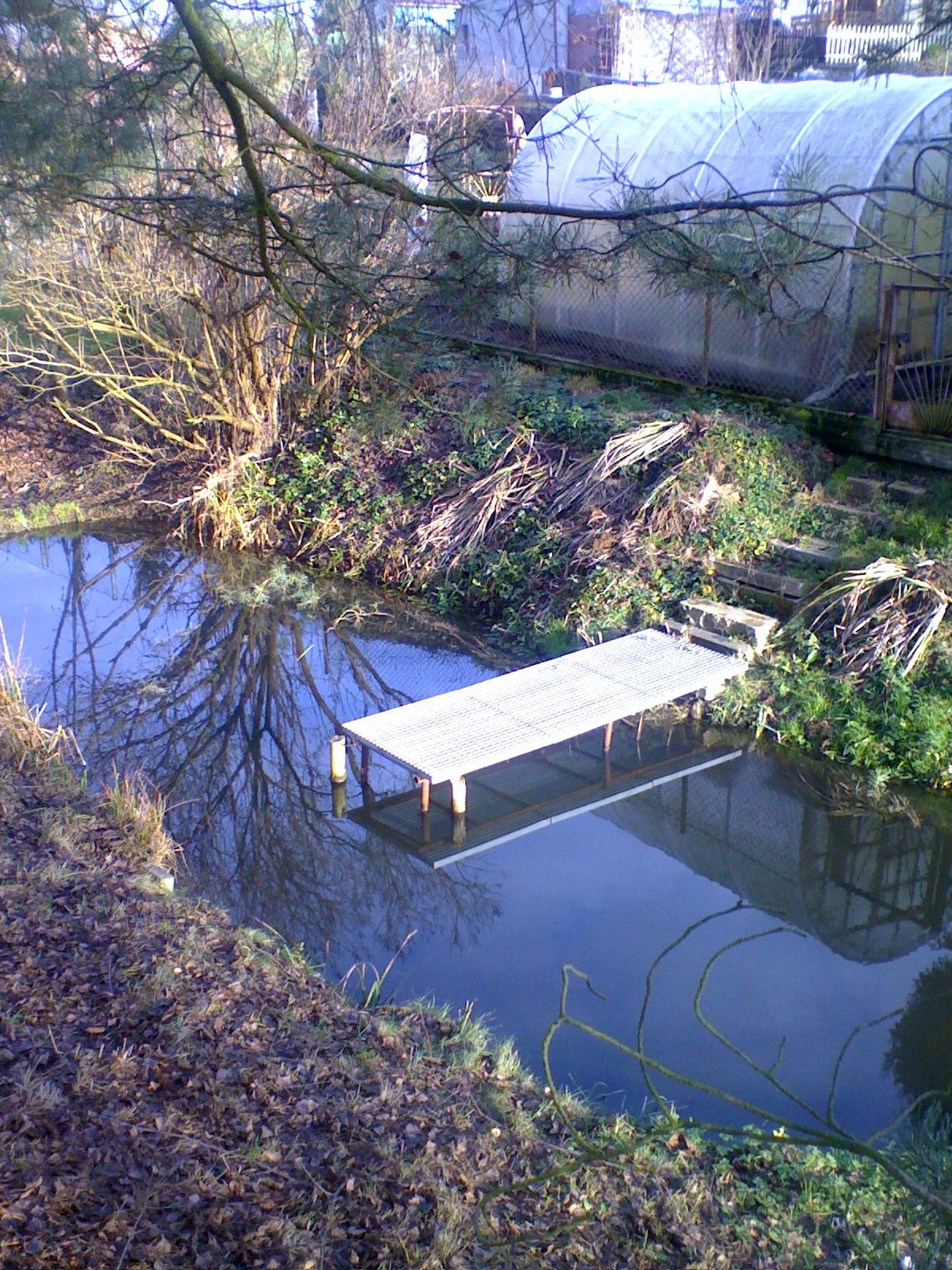 Bobry pojawiły się na działkach Bobry pojawiły się na działkach