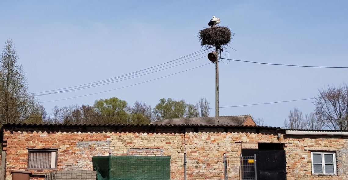 Bocian w najdalej na zachód wysuniętym punkcie Polski Bocian w najdalej na zachód wysuniętym punkcie Polski