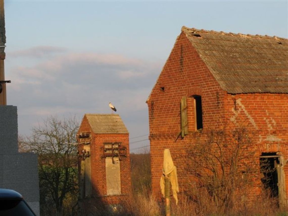 Bociany przyleciały do Bartkowa i Żabnicy Bociany przyleciały do Bartkowa i Żabnicy
